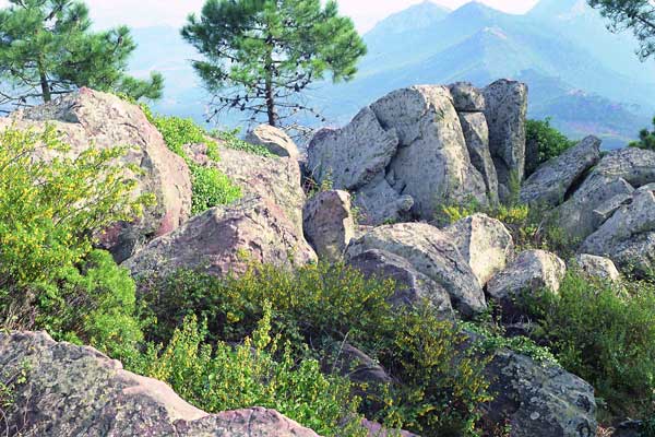 flora_1_Desierto_Les_Palmes