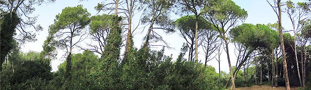 El_saler_devesa_pinar