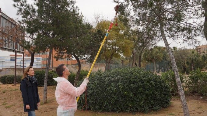 nuria-campos-procesionaria