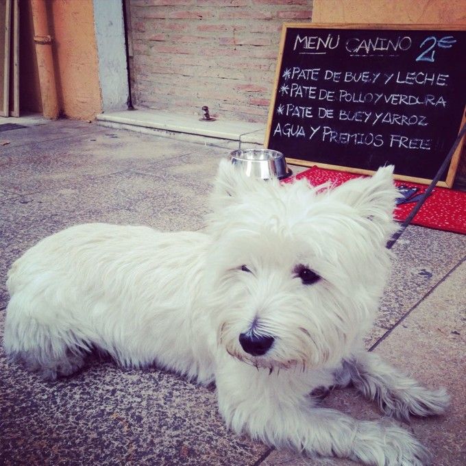restaurantes-comer-perros