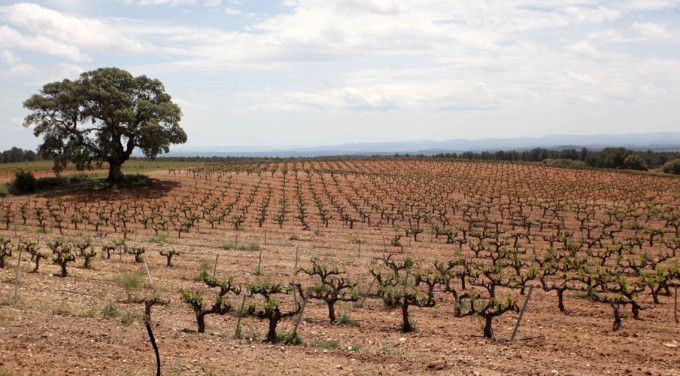 agr_vinedo_plano_general_3