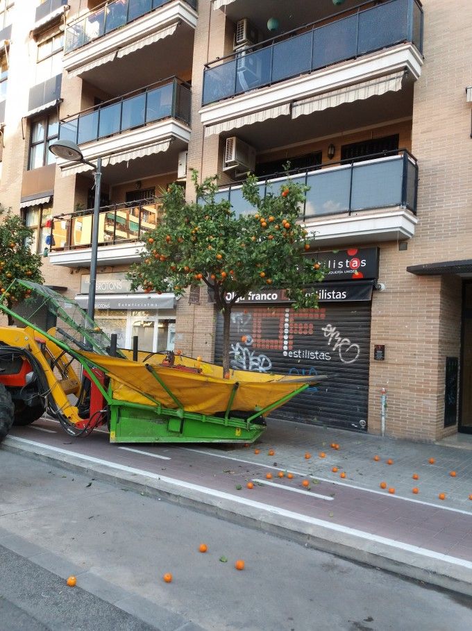 Recogida de naranjas