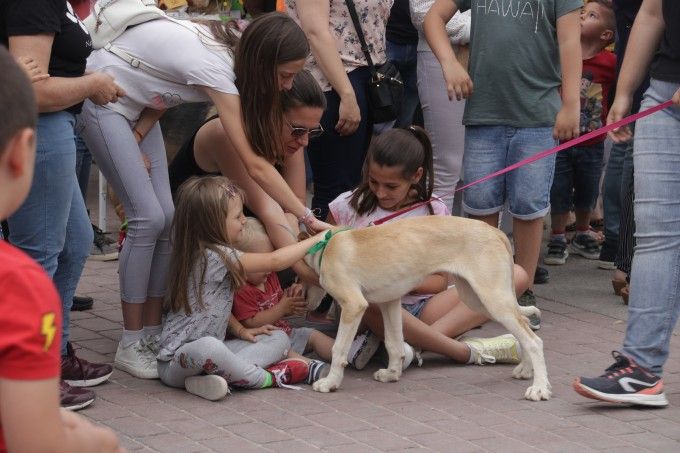 feria amigos de los animales alaquas perro