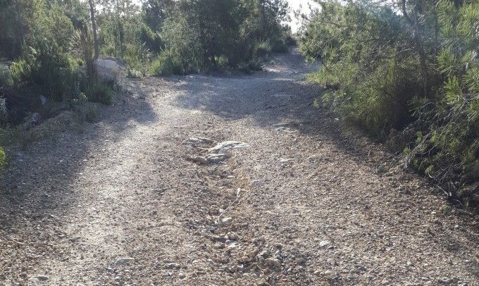 Caminos forestales Paterna