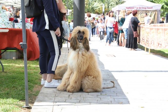 Paterna durante la celebración de Mascotalia