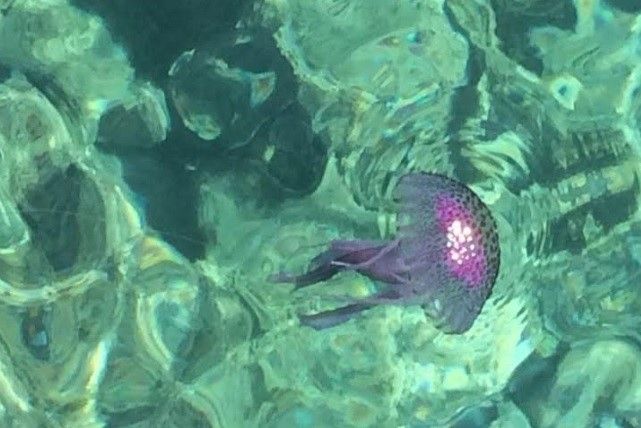 meduses meduses