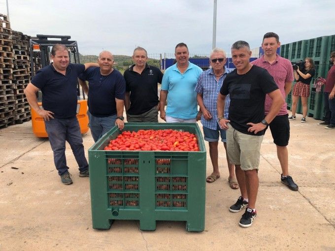 Tomates para la tomatina Ayuntamiento de Llosa
