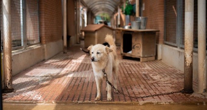 20190731-Protectora-Benimàmet-Modepran-7