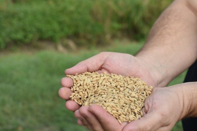 Imagen de granos de arroz