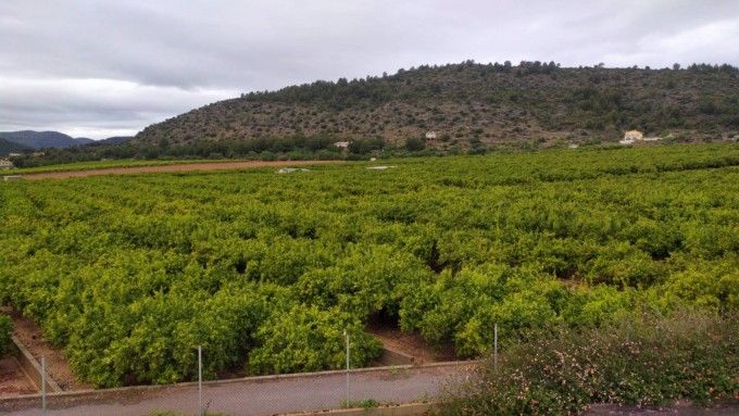 Campo de naranjos