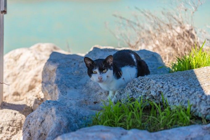 Gats Escollera Cullera 3