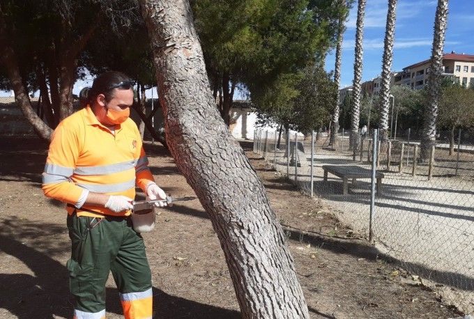 Treballs per a prevenir la processionària del pi a Catarroja