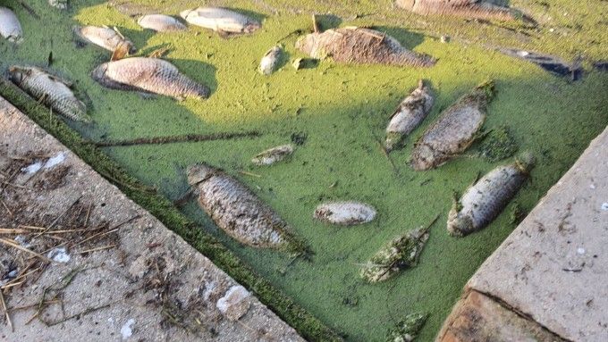 peces-muertos-albufera