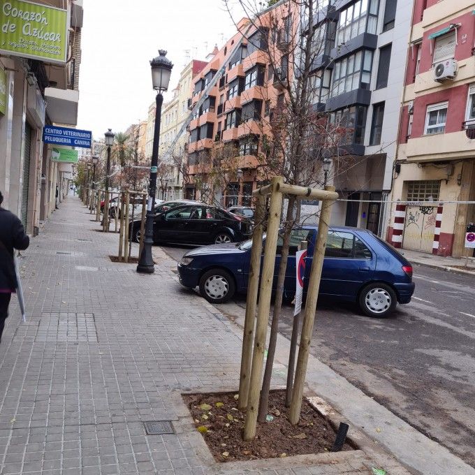 1217 Plantació Acer monspessulanum carrer Pobla de Farnlas (2)