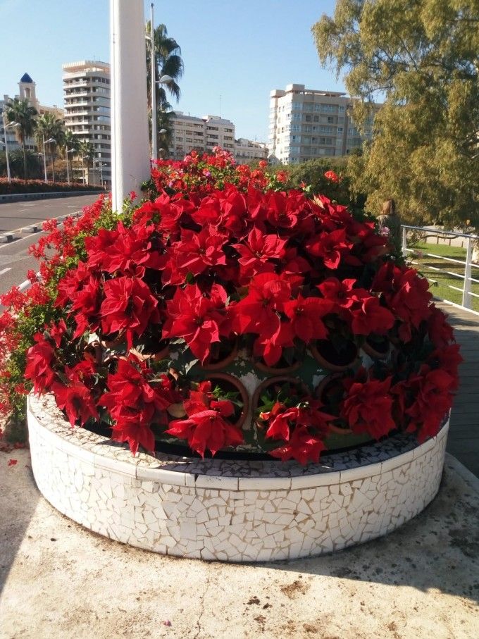 Flor Pasqua Pont de les Flors -