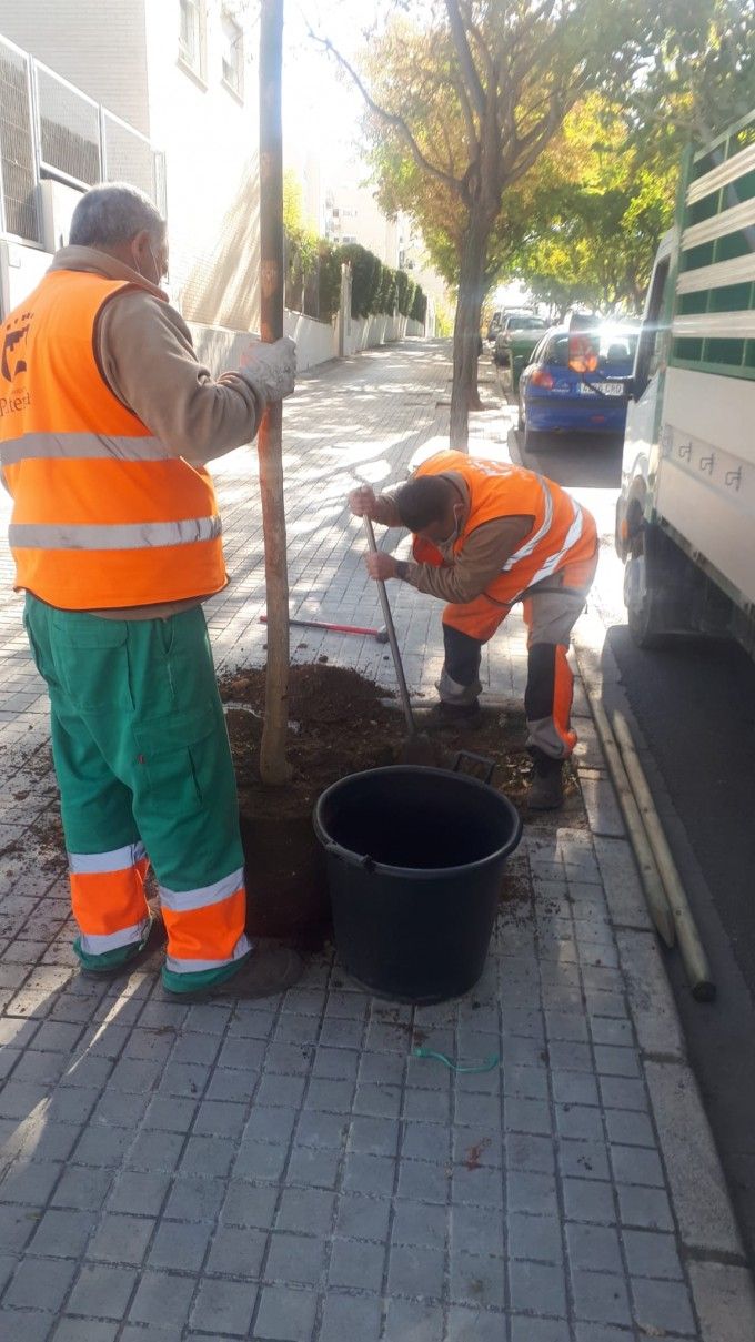Plantación arboles Paterna