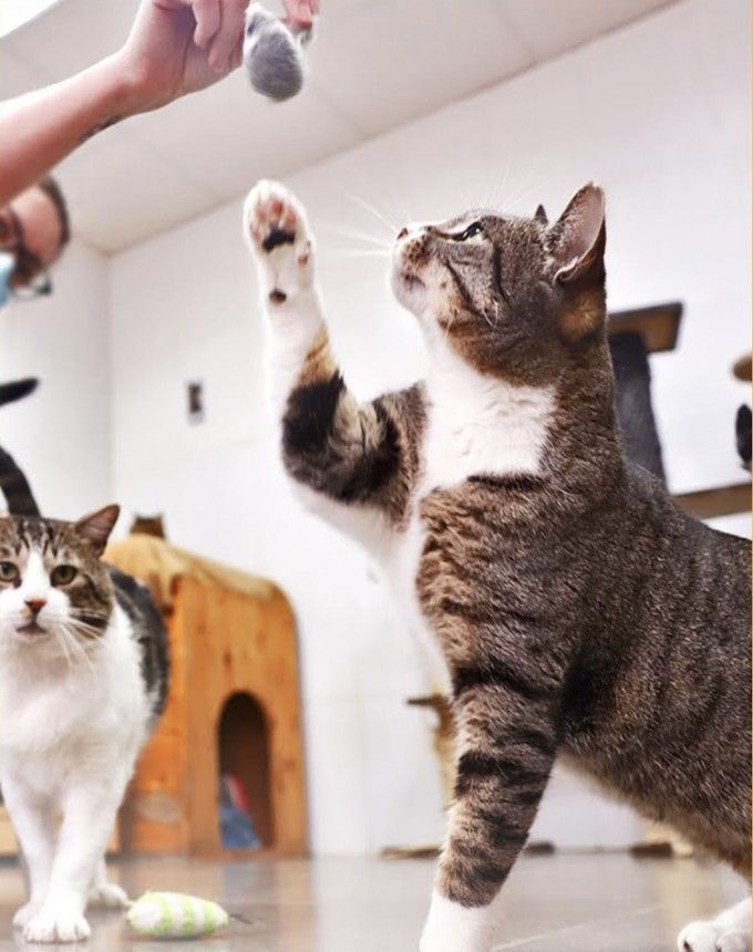 Gatos del refugio municipal de Paterna
