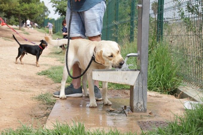 Un perro bebe agua en una zona de esparcimiento canino de Paterna Un perro bebe agua en una zona de esparcimiento canino de Paterna