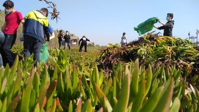 voluntariado ambientla playa