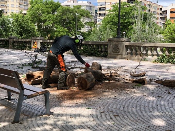 esporga arboles arbereda alameda xàtiva