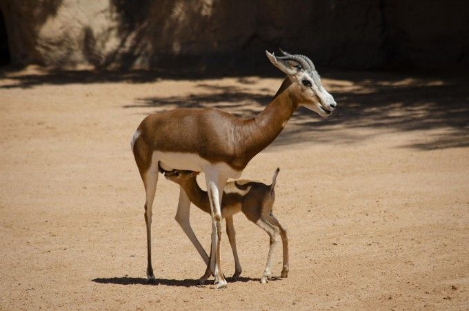 gacela mhorr peligro extincion bioparc