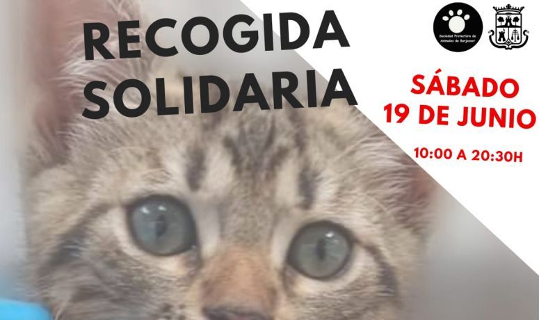 Mercadillo solidario SPAB