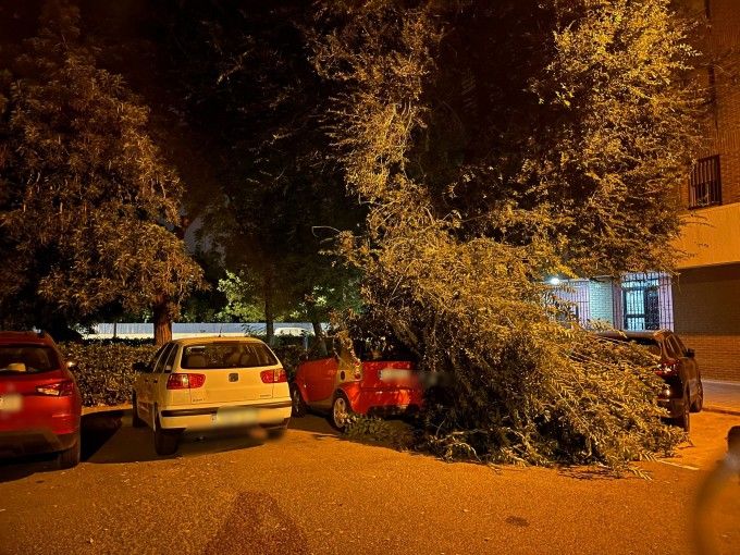 caída árboles valencia