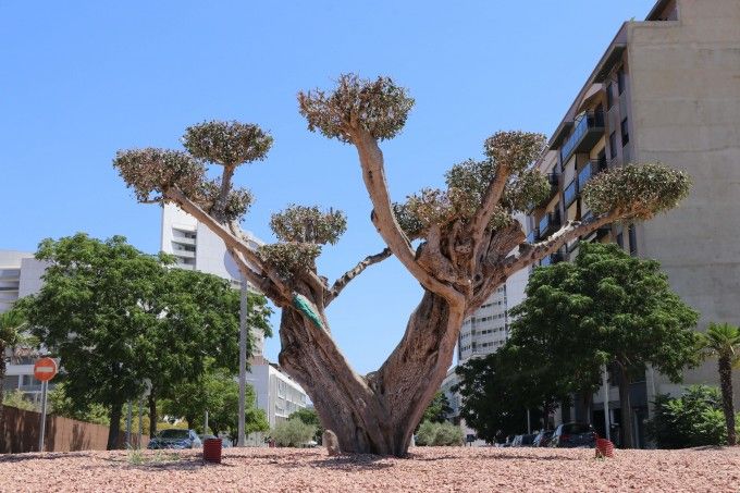 torrent viles en flor