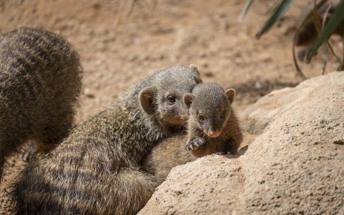 mangosta bioparc