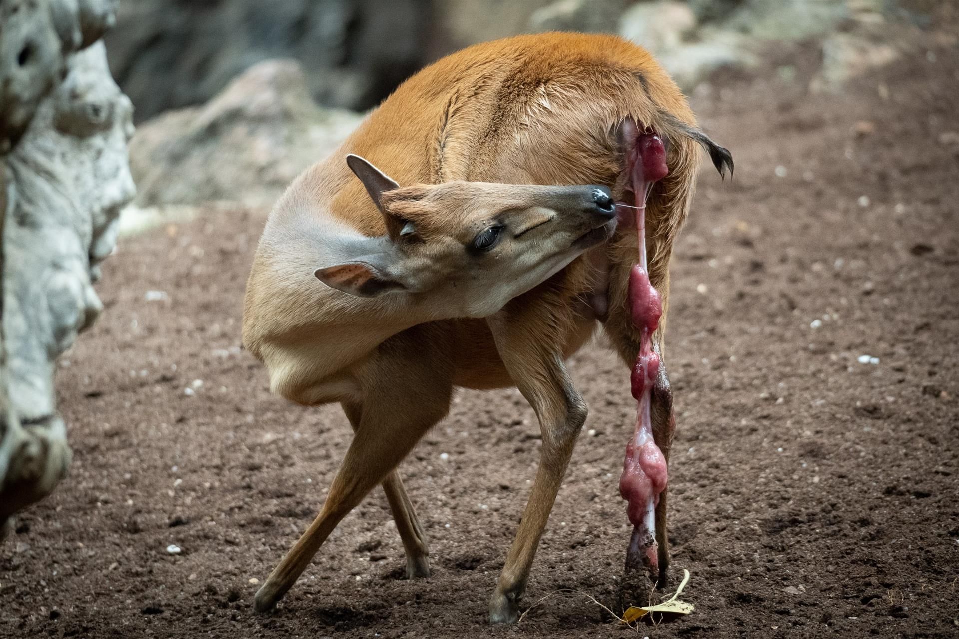 Nace un antílope en Bioparc Valencia