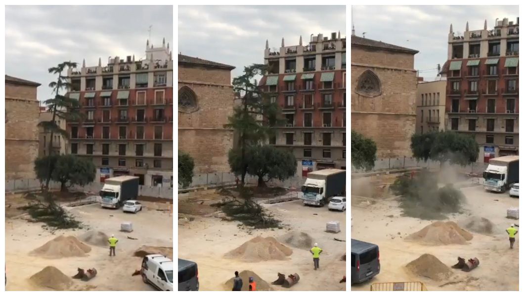 Árbol en la Plaza de la Reina cayendo al suelo