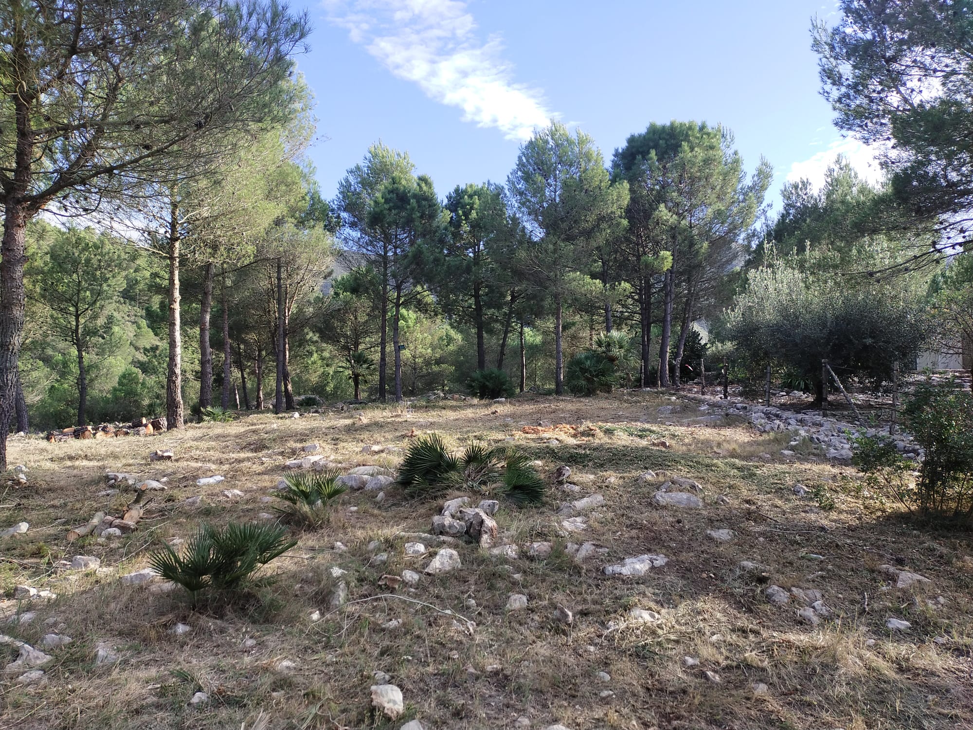 Les Foies de Simat de la Valldigna