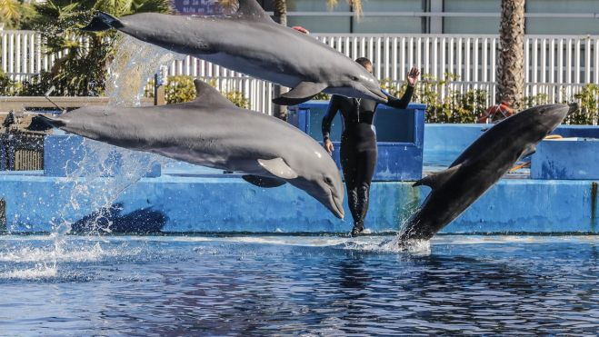 Varios delfines en el delfinario de la Fundación Oceanogràfic