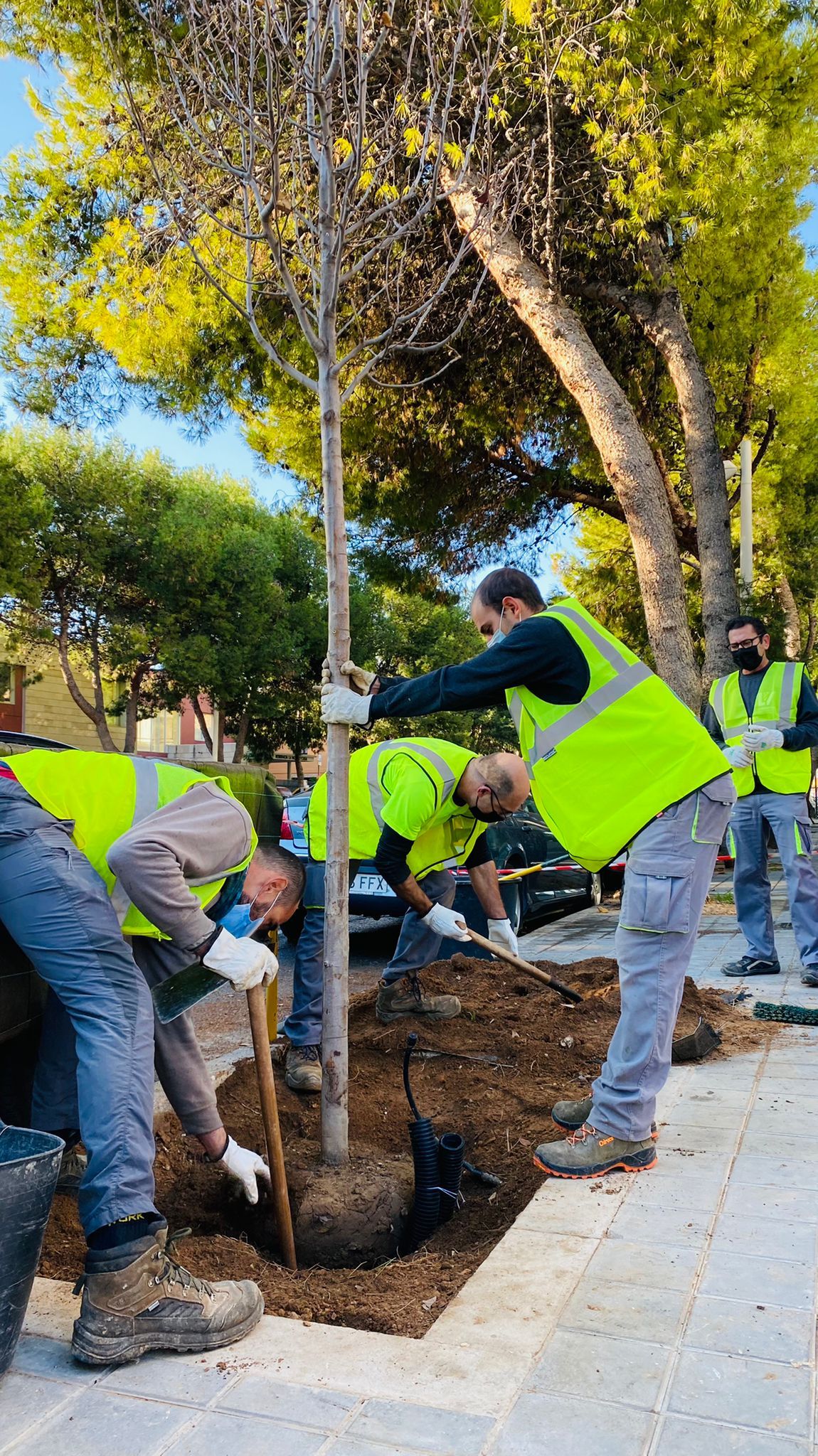 Plantación de uno de los árboles en Vall de la Ballestera