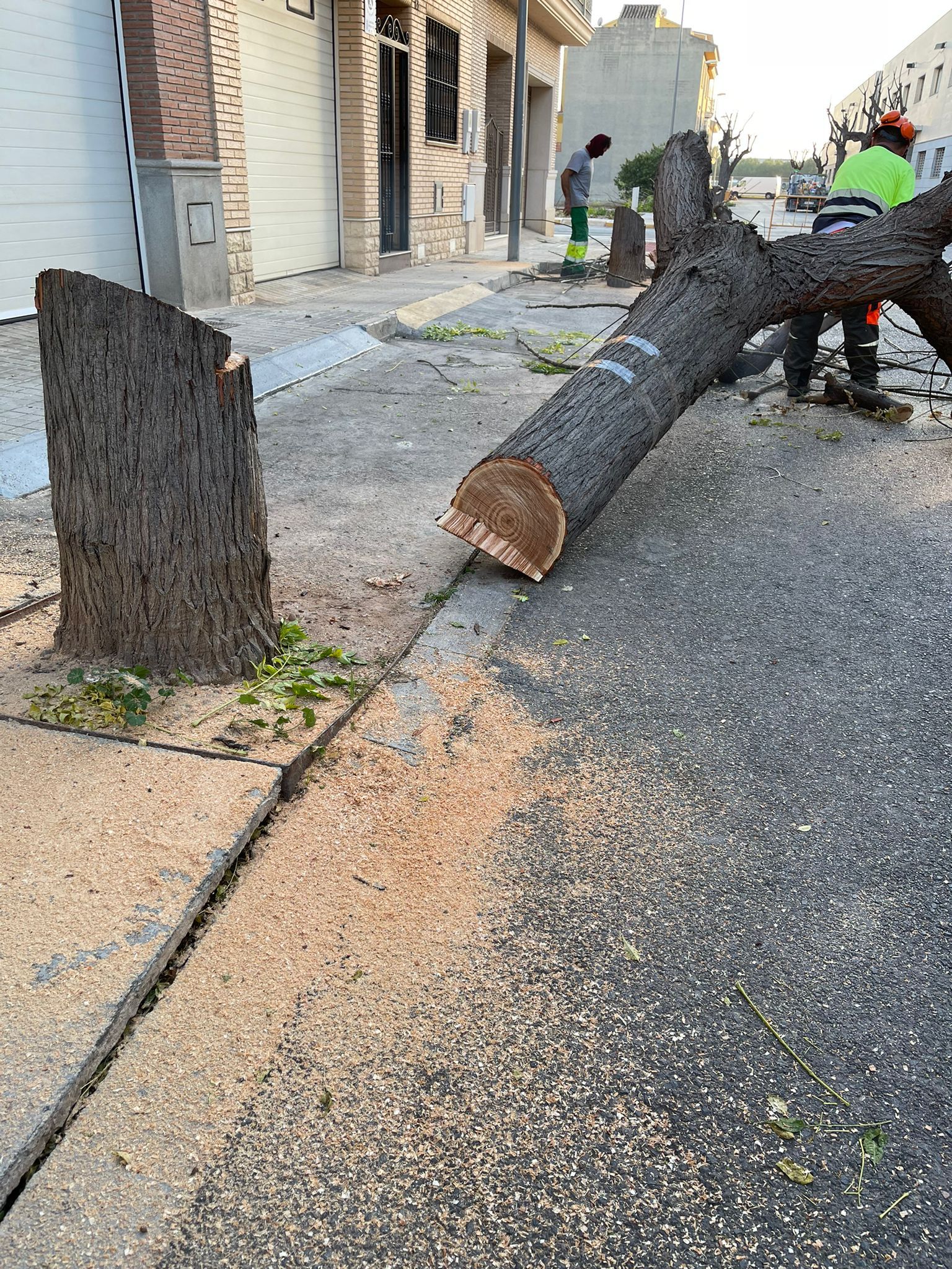 Tala de árboles en Massamagrell