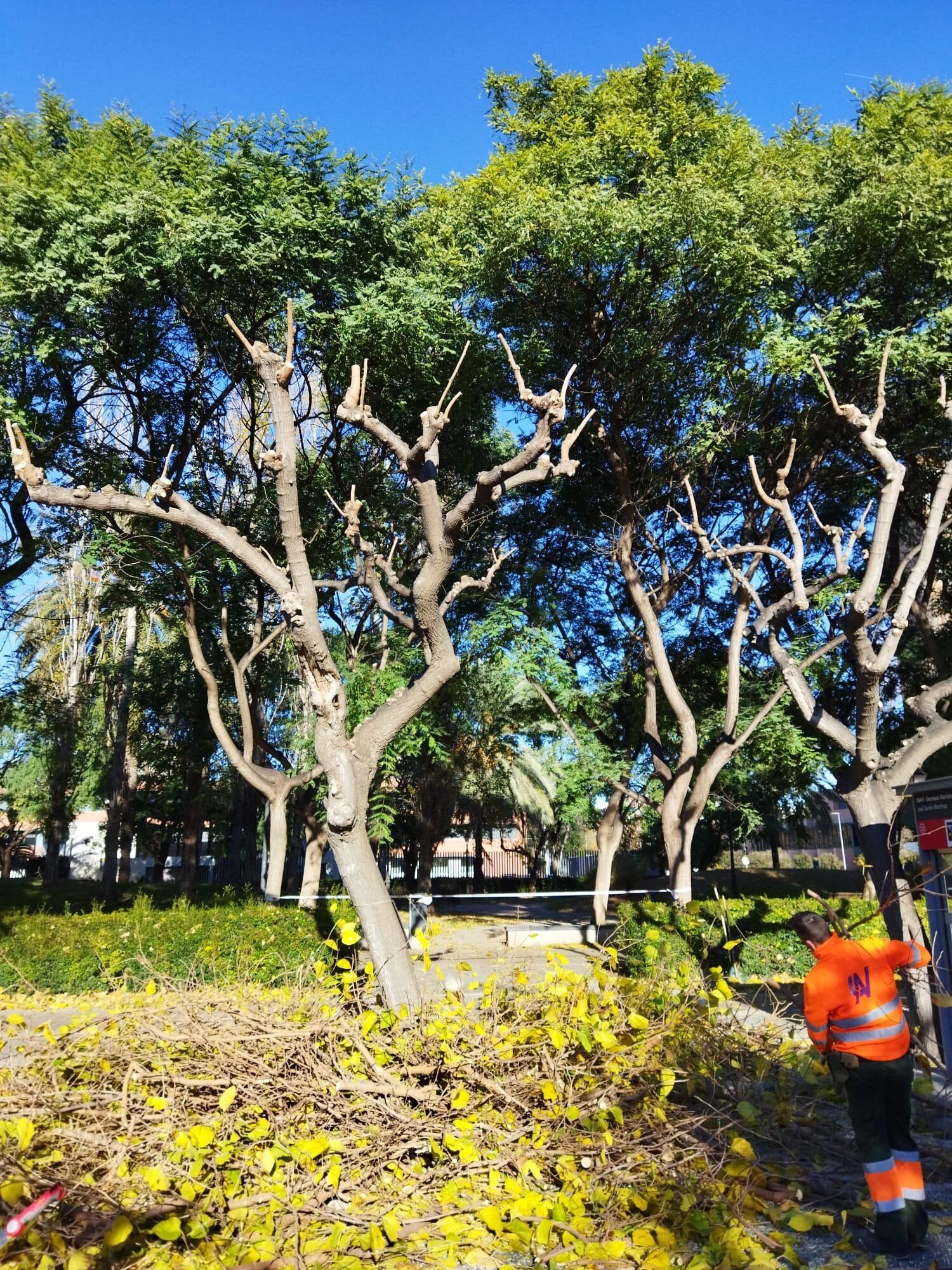 Poda de moreras en València