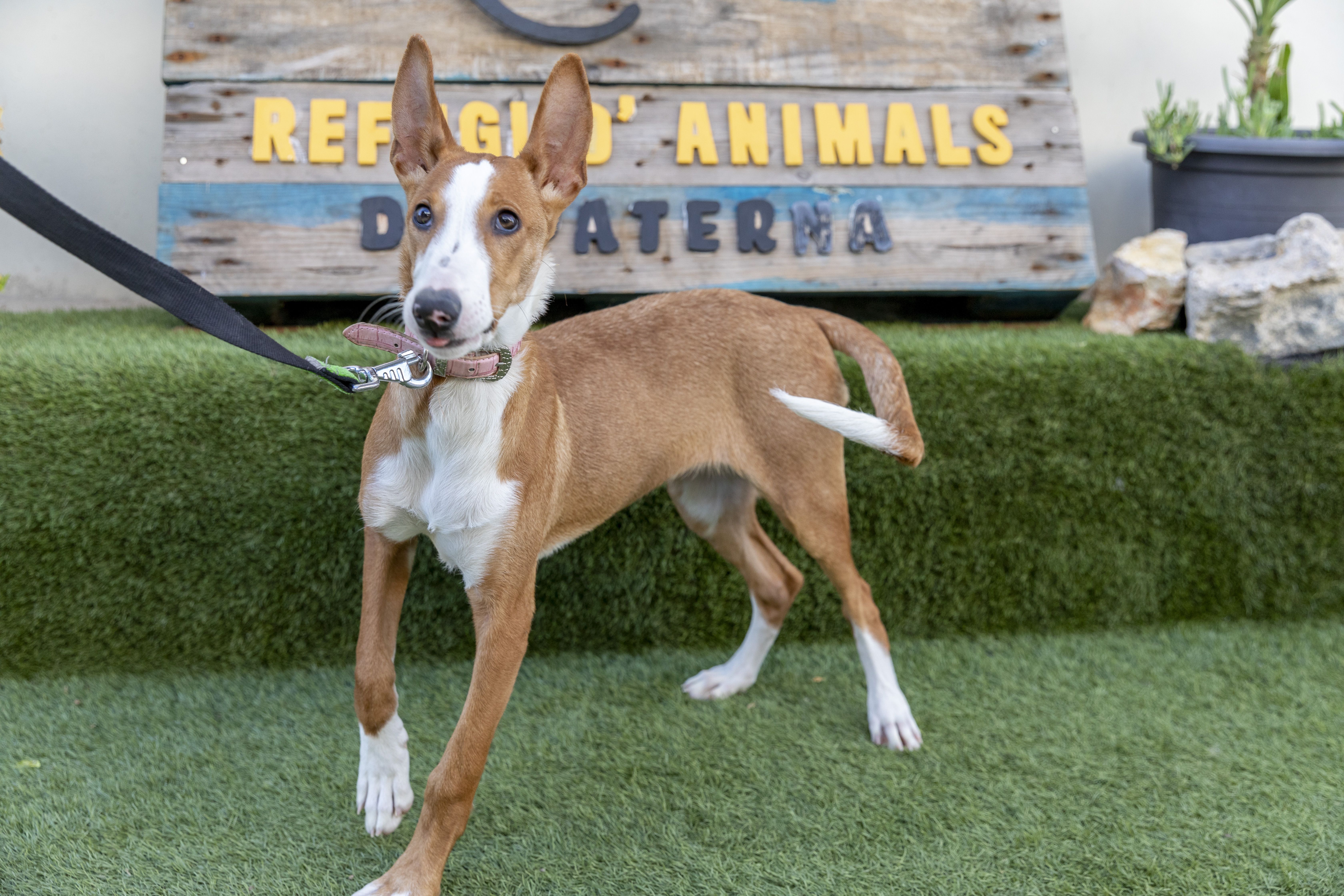 Un dels animals que viuen al Refugi de Paterna