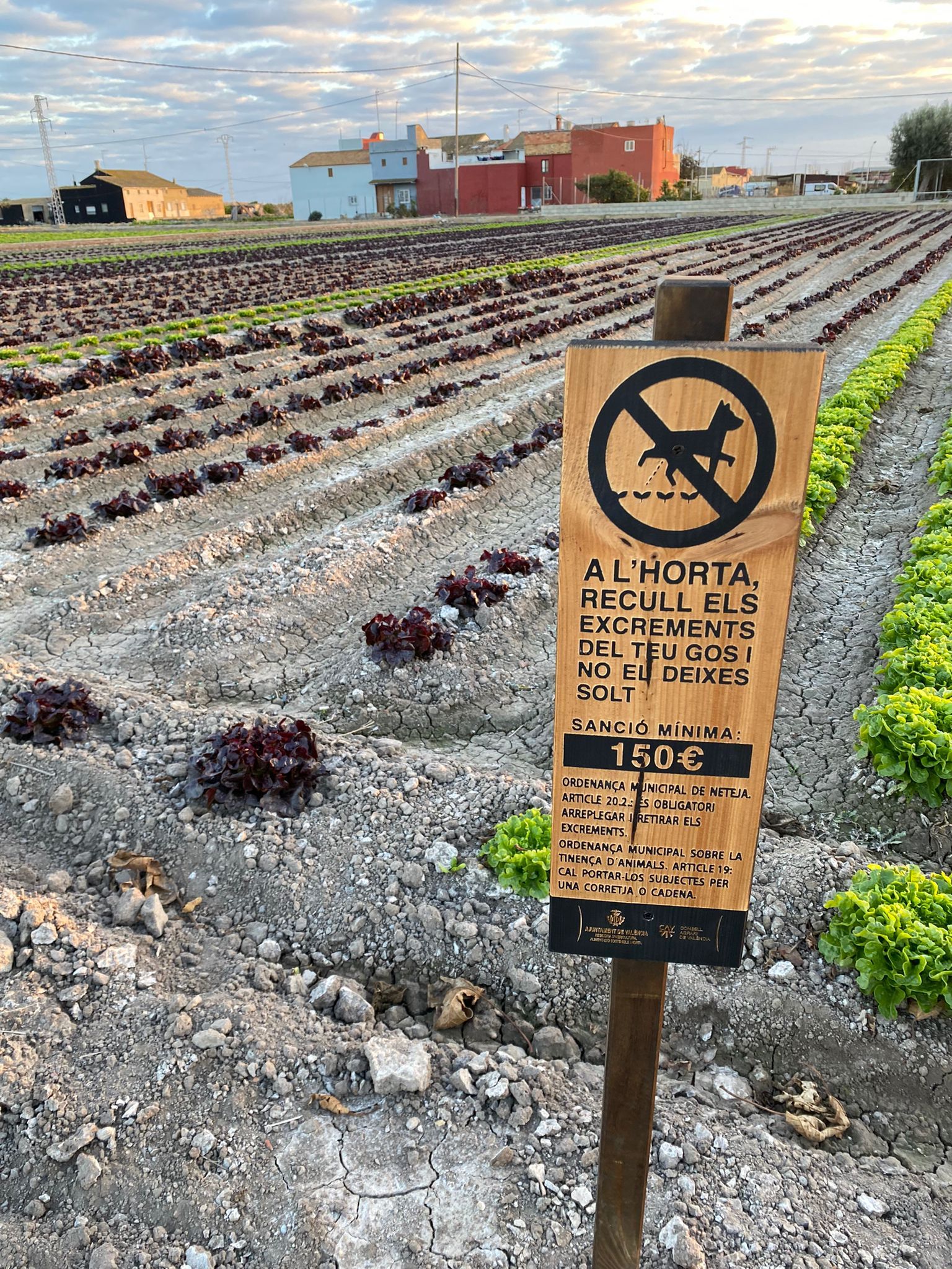 Cartells gossos en l'horta