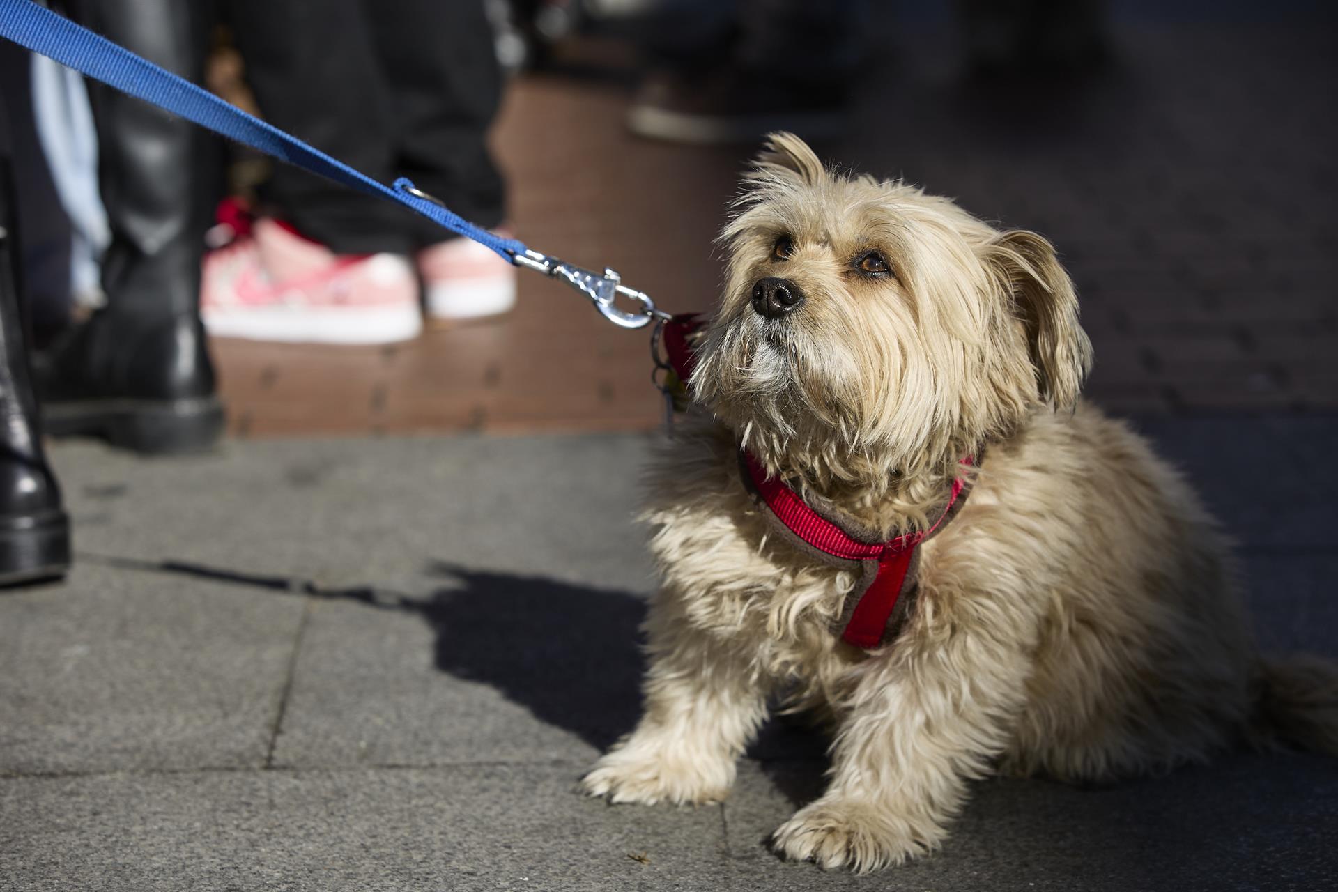 Un perro paseando por las calles de València
