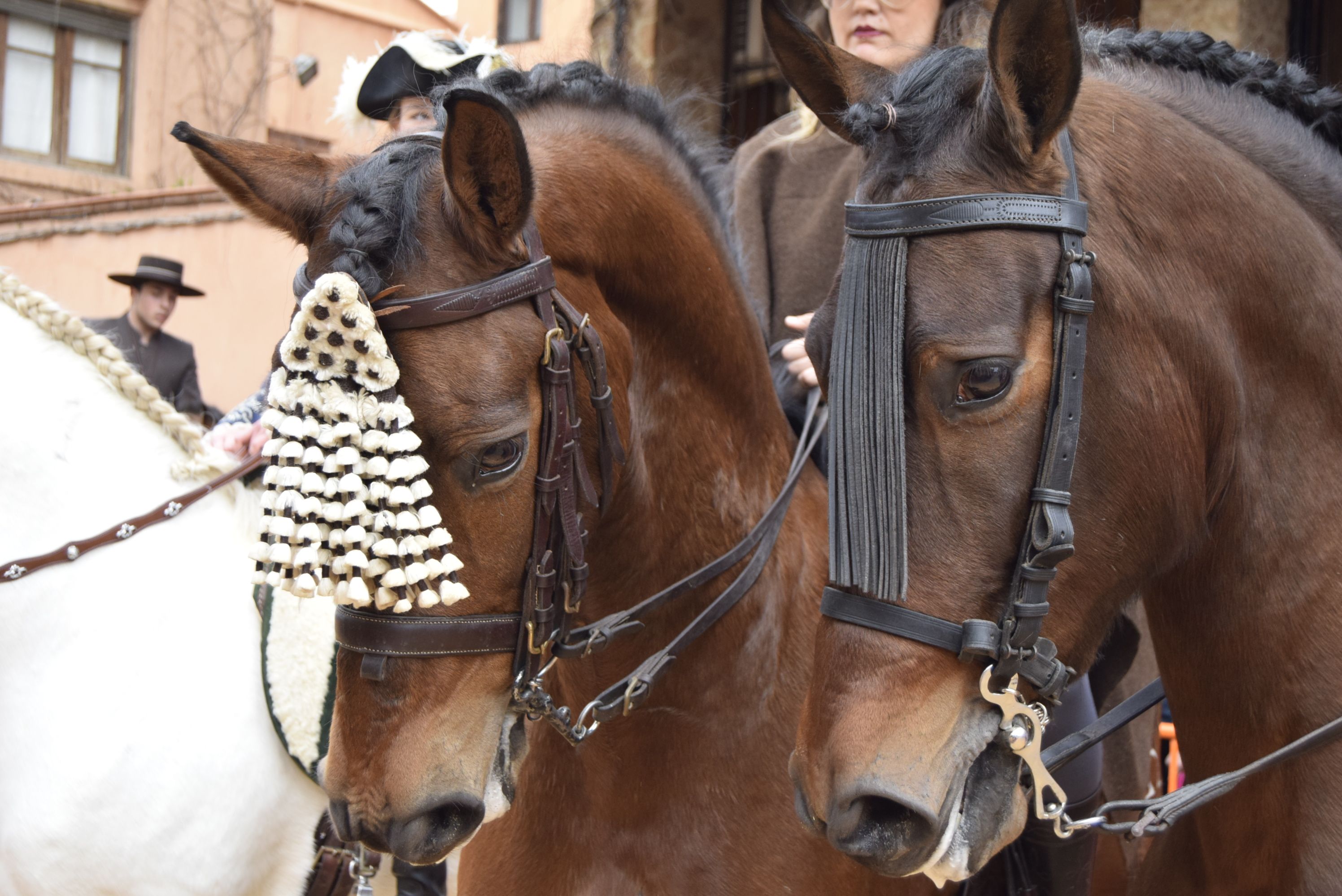 Dos cavalls en la tradicional benedicció d'animals de Burjassot