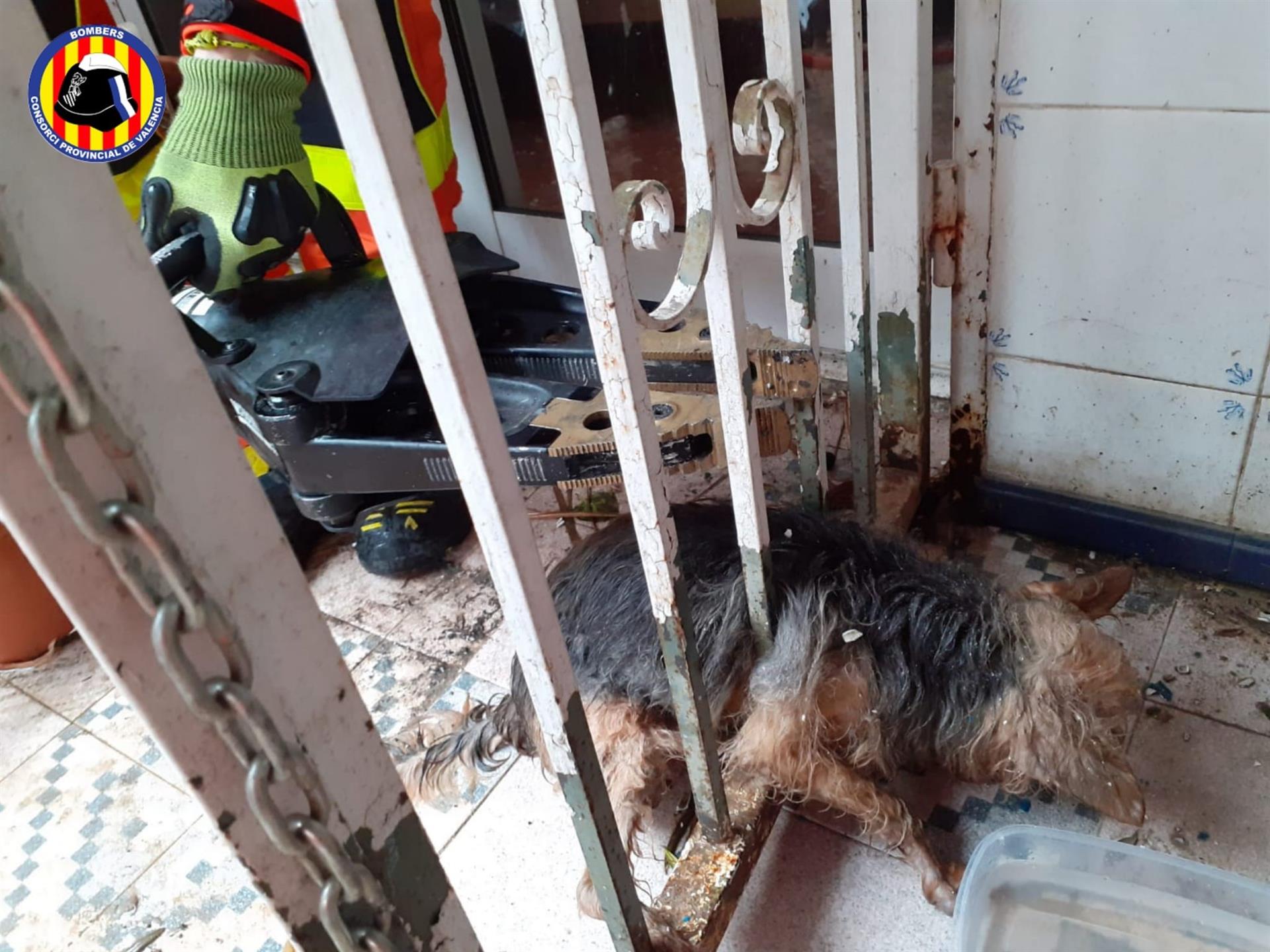 Gos rescatat a Gandia