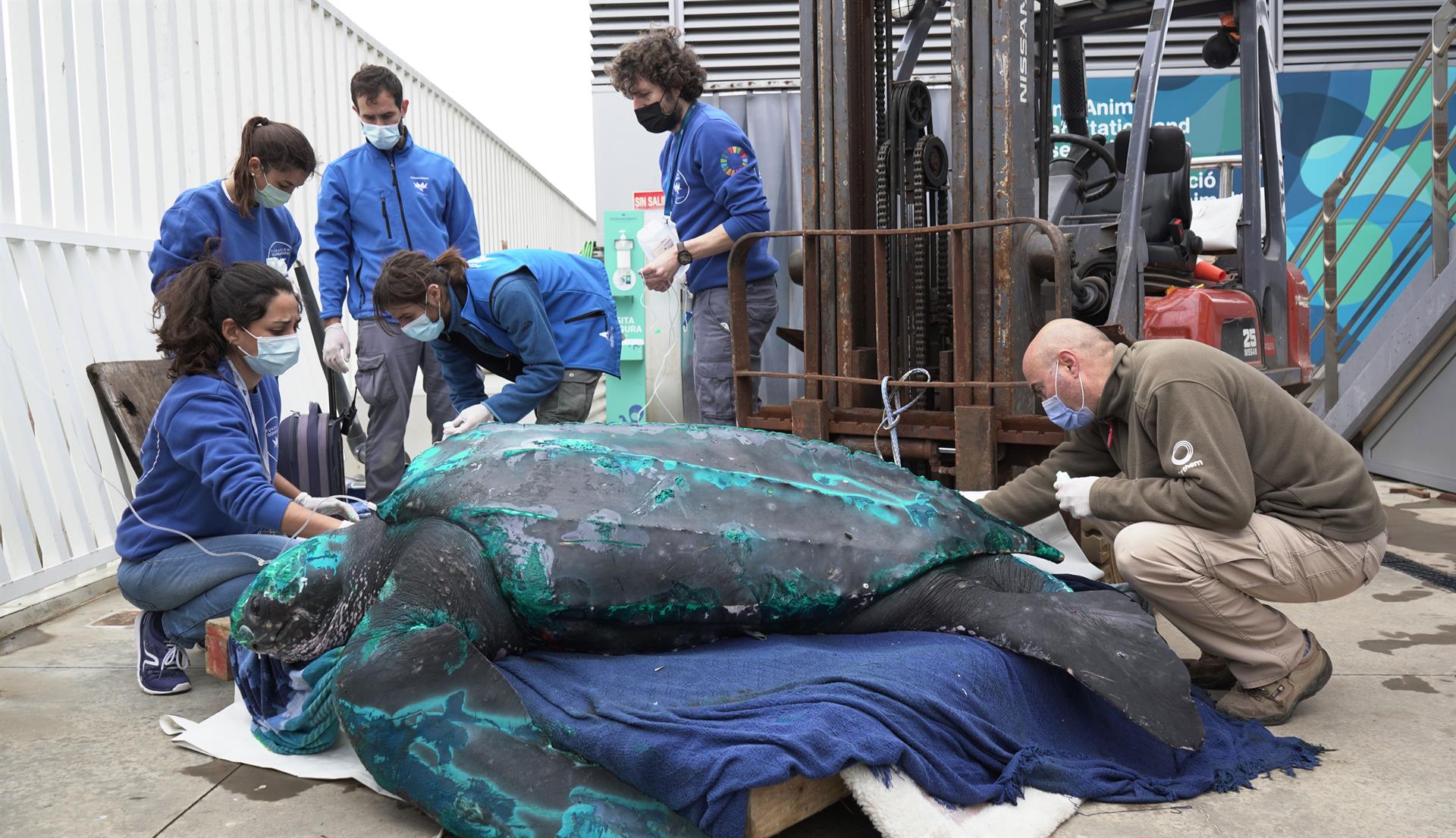  Tortuga laúd de 230 kilos