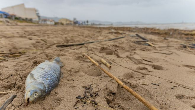 Un pez muerto en la playa del Marenyet Un pez muerto en la playa del Marenyet