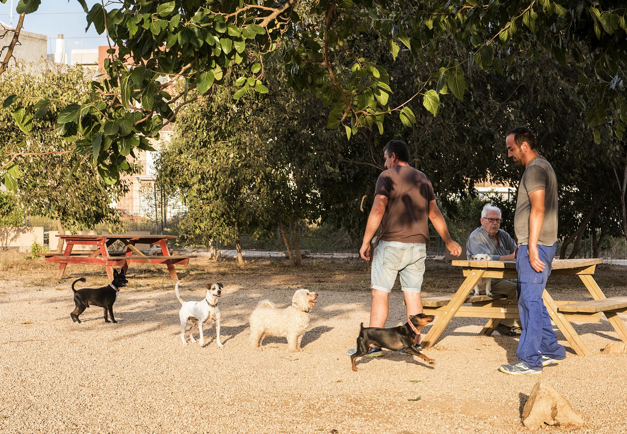 Imagen de archivo de un pipicán en Almussafes