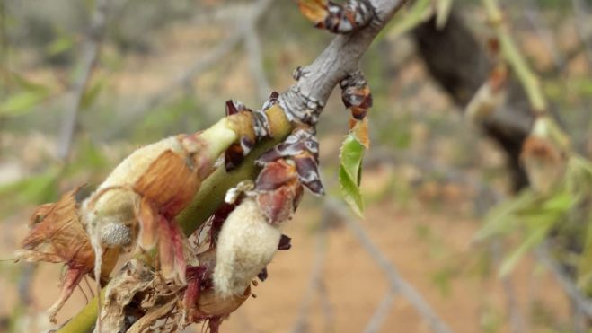 Arbre d'ametles afectat per les gelades