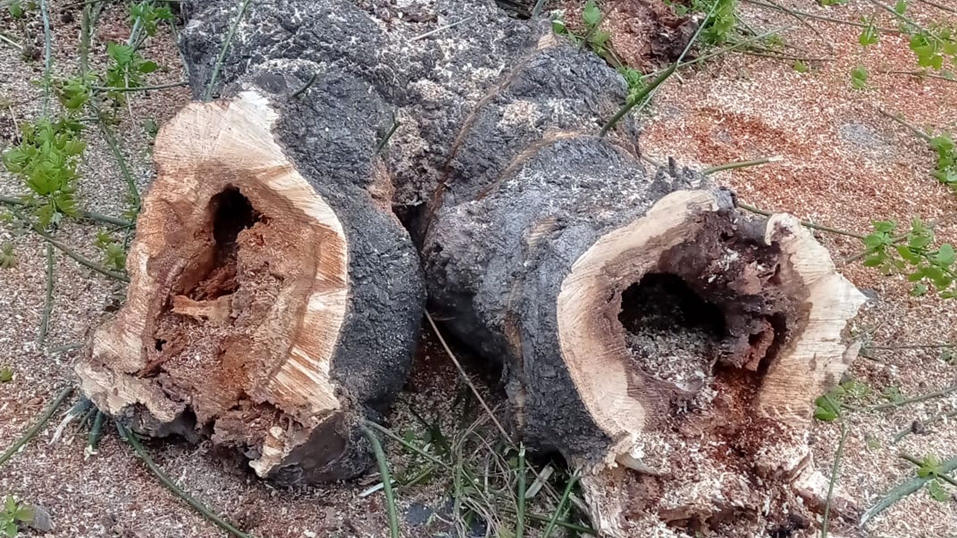Dos de los troncos en mal estado que han sido talados en Benetússer