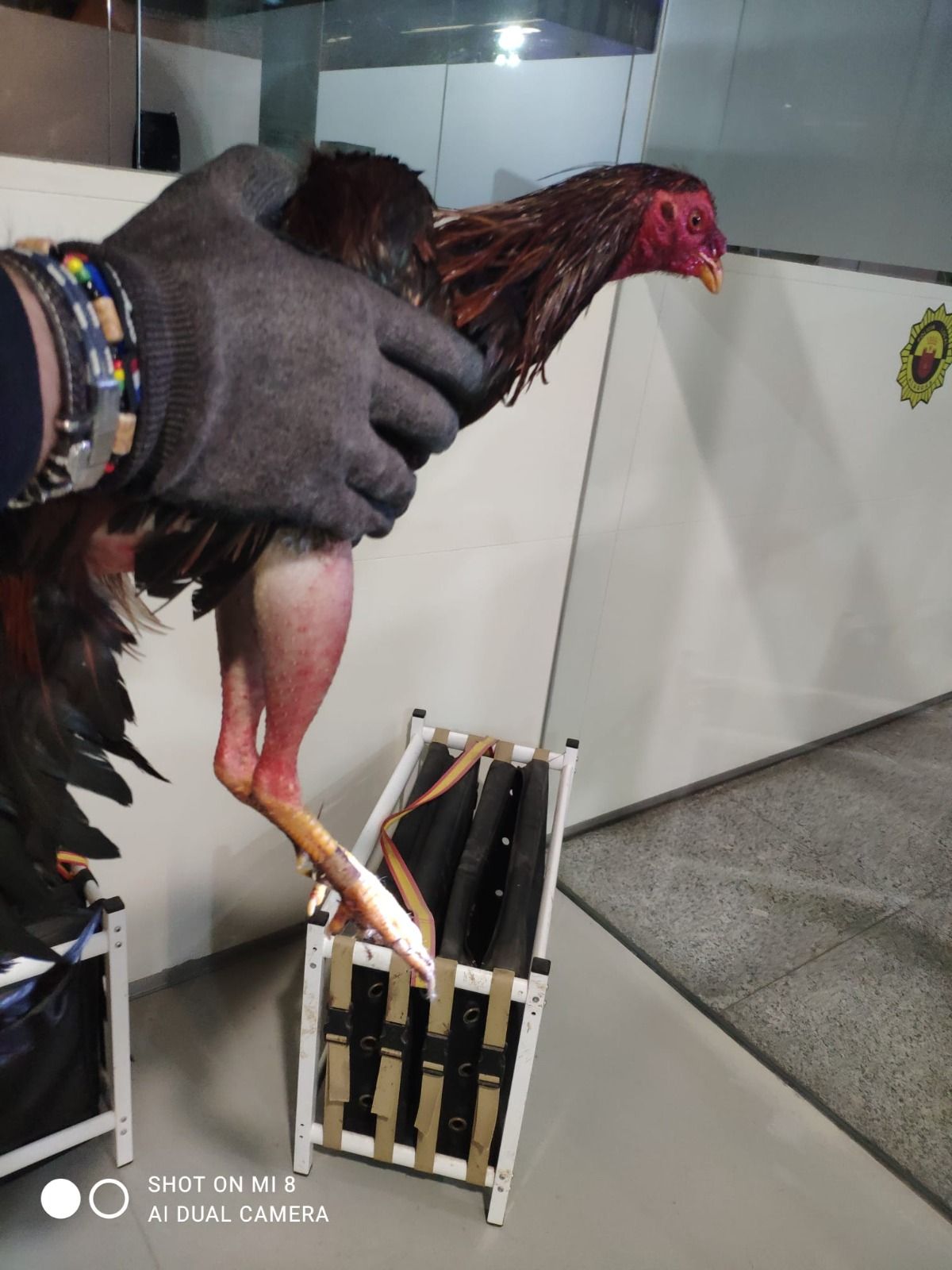 Un dels galls rescatats per la Policia Local d'Alaquàs