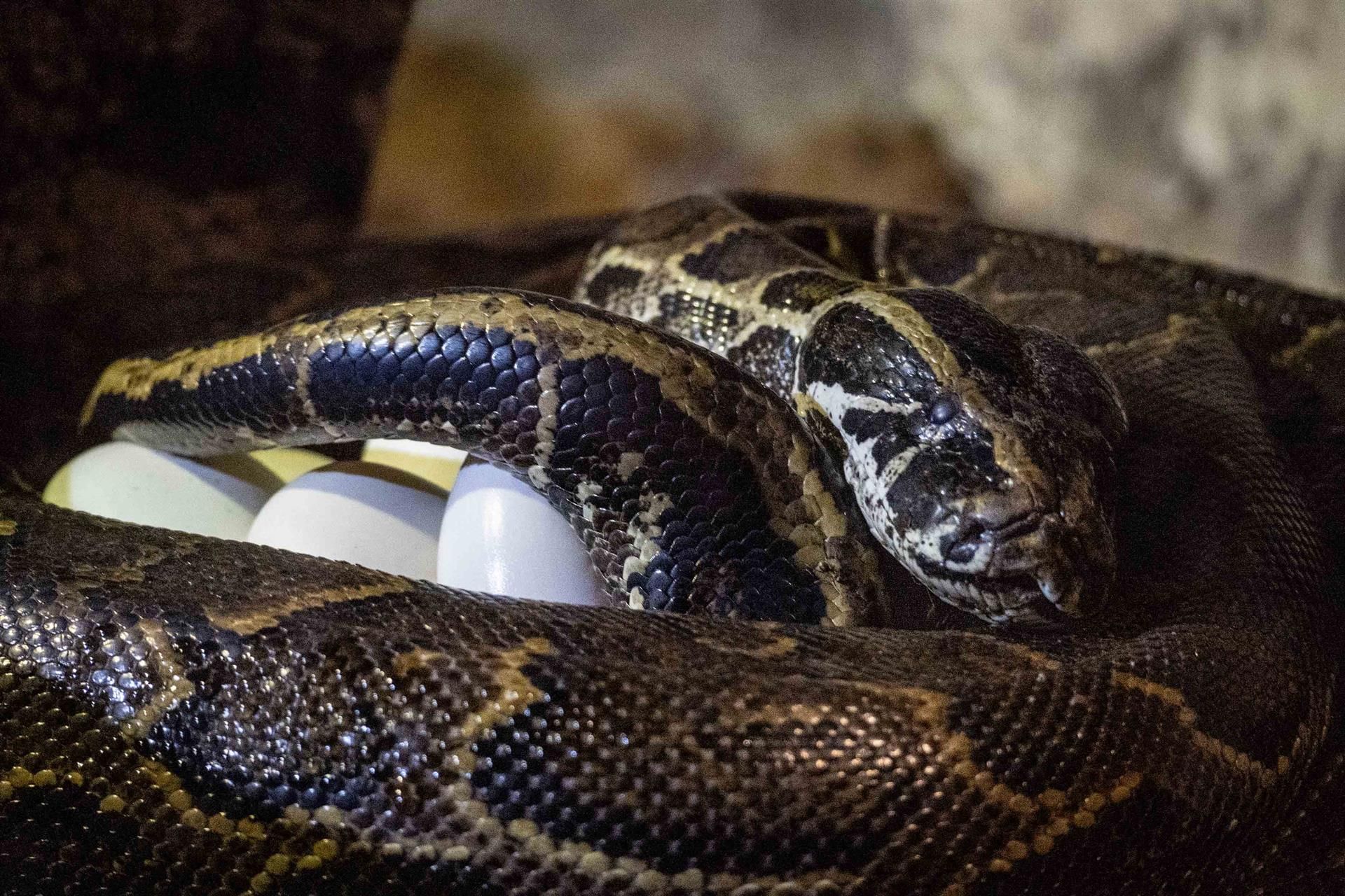 Un ejemplar de la serpiente pitón de Seba en el Bioparc 