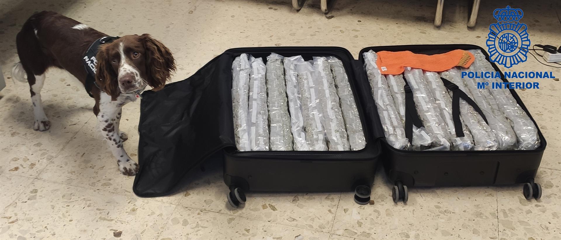 La Policia Nacional deté a una dona que va facturar una maleta repleta de marihuana amb destinació a Londres