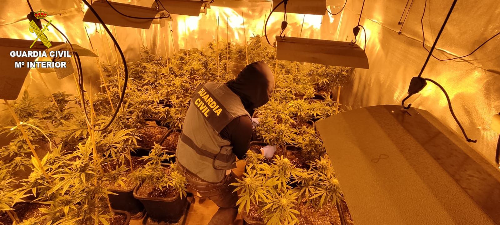 Un agent de la Guàrdia Civil entre la marihuana confiscada